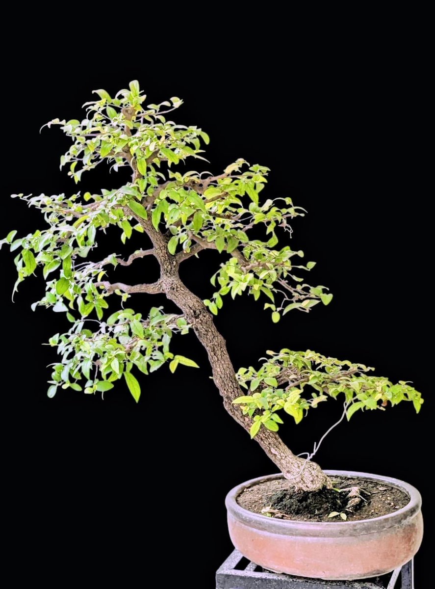 IBA_Bonsai's tweet photo. Basendu.
#bonsai #bonsaitree #bonsailove #bonsaiart #bonsailife 
Artist : Dr Ahuja https://t.co/7VHwuuTey6