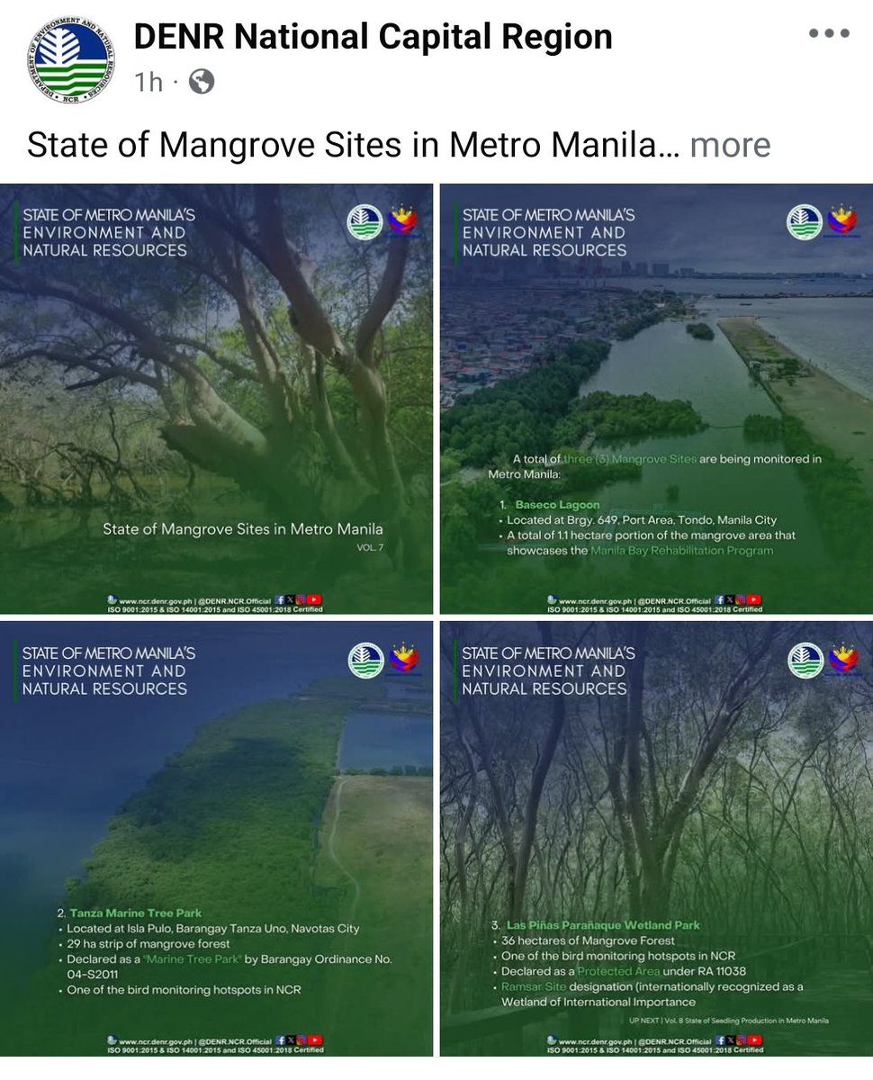 MangingisdaSays's tweet photo. Echosera na naman itong DENR-NCR. LOL

What about you include in your status report the number of Rhizophora species planted in the wrong site? https://t.co/gasxbsSt7w