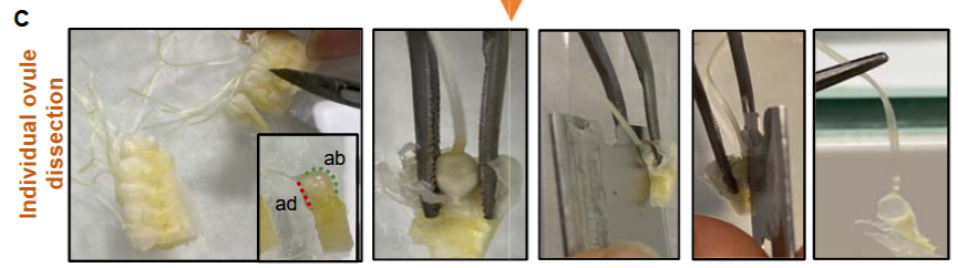ThomasWidiez's tweet photo. Excited to share our protocol for imaging double fertilization in maize! 🌽🔬

We hope this resource will be useful for researchers studying plant reproduction, fertilization, and early seed development.

▶️ https://t.co/L7YLQwJ9rB https://t.co/40fnwrOFRH