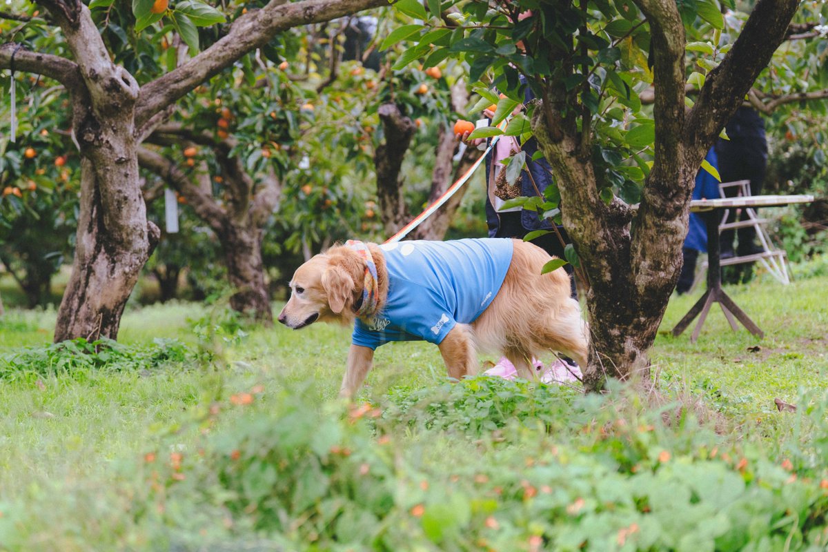 kanko_ibaraki's tweet photo. 愛犬といばらきを旅しよう🐶🧡
～いばらきワンだふる旅～

自然が豊かな茨城県では、愛犬と一緒にゆったりのびのびと過ごせるお出かけスポットがたくさん！

観光いばらきHPでは、ペットと行けるスポットやモデルコースを紹介中🐾

🔽特集ページはこちら
https://t.co/ivLB5FuVyS https://t.co/bwvmkYiScU