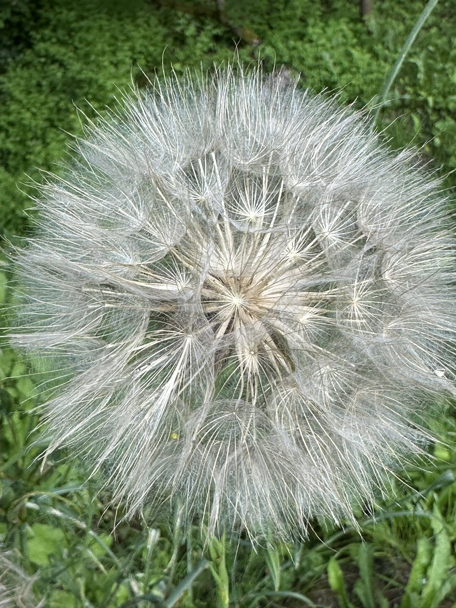 ellywrightart's tweet photo. @RCdeWinter Superannuated dandelions, just the most amazing state of this flower to be in. https://t.co/2CTZxerZen