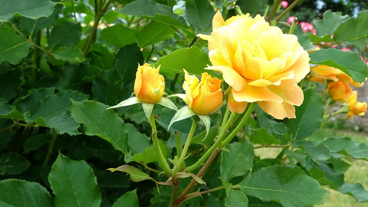mayu_redapple's tweet photo. 今日は　爽やかな晴天に恵まれました🌤️ https://t.co/g7iPrbW3om