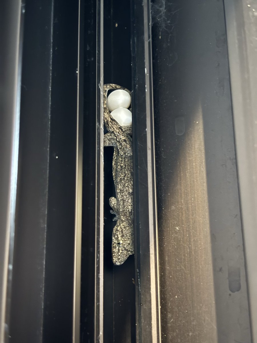 Jnk_a91's tweet photo. 我が家の守り神が卵🥚を産んだんだけど、網戸の隙間でめっちゃ邪魔や💦

有識者の方々、これはニホンヤモリでいいのでしょうか？

でも、せっかくなので暖かく見守ろうかと思います😊 https://t.co/DJJrw2Wzmm