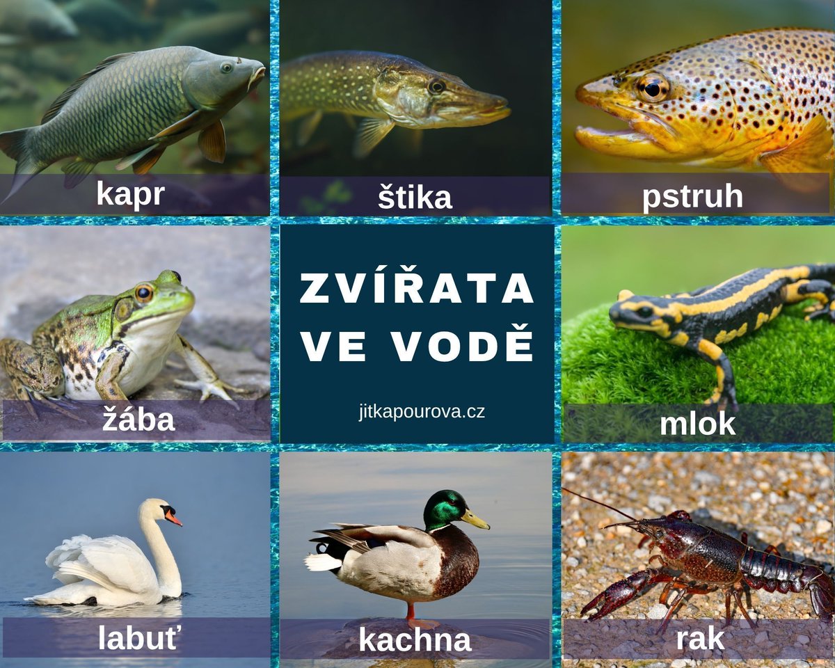 JitkaJP's tweet photo. Co můžete vidět v české řece nebo v českém rybníku či jezeru... https://t.co/Bv6e4cCxtI