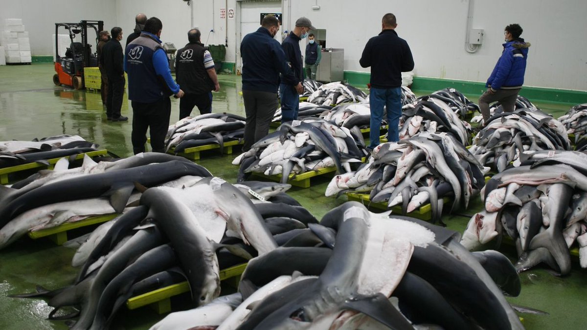 vozvigo's tweet photo. Palangreros gallegos pueden pescar 32.800 toneladas de tintorera en el Atlántico https://t.co/OCyiBBELqQ