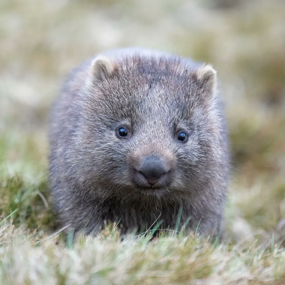 wombatwalking's tweet photo. Find yourself someone who looks at you like this wombatlet looks at a carrot (my guess). #WombatWednesday @millyfromoz @Miezebiene @madridnantes @PuddlesO
@kirstym53 @scruffkit
@JoyceTurkington @AmbassacatBXL @Eliot01375004 https://t.co/n5D8DgxHc9