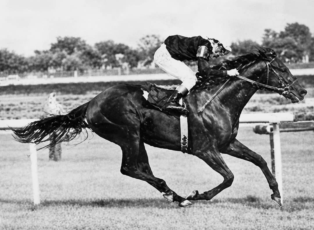 blindadosalas1's tweet photo. #Hipismo El 17/06/1967 POKER ๐บ๐ธ hijo de ROUND TABLE sorprendiรณ a BUCKPASSER, su #StableMate del #PhippsStable en el #BowlingGreenHandicap terminando con su racha de 15 triunfos consecutivos. POKER serรก conocido dรฉcadas despuรฉs como abuelo materno de SEATTLE SLEW y SILVER CHARM. https://t.co/eB7ubsTiKY