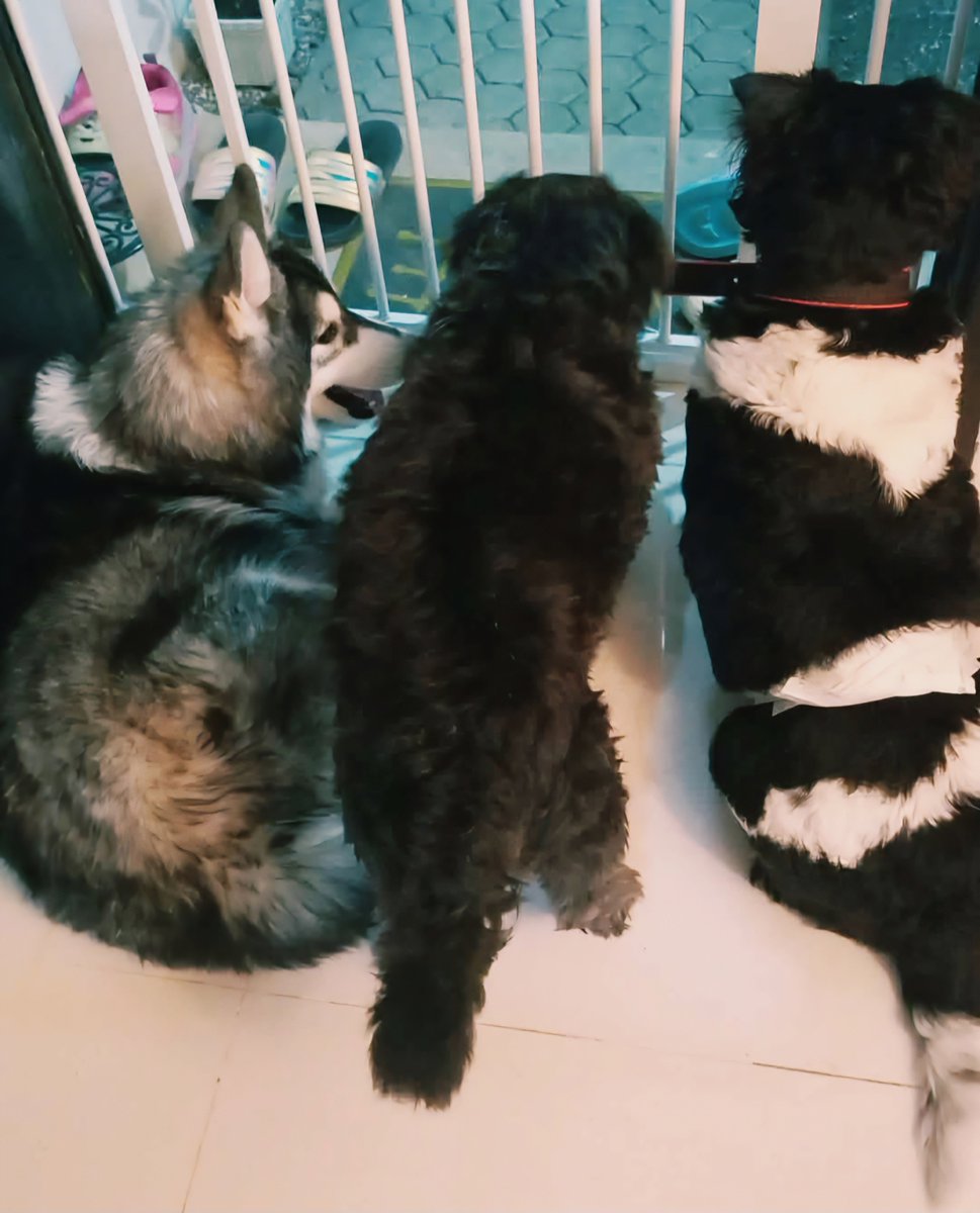 iamtrishasena's tweet photo. Rest day well spent with these loveys. See you again next week! 😩❤️✨ #restdayganaps #mydays #mybabies https://t.co/UzZbaolwmA