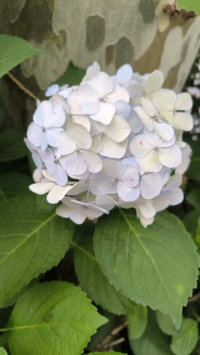 紫陽花って漢字普通にあじさいって読めないよね