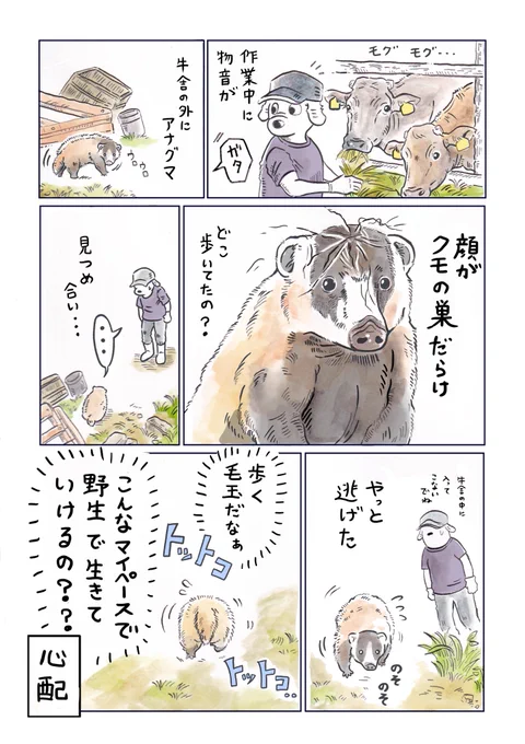 警戒心、微妙
危機感、微妙
歩くスピード、そんな早くない…

見た目、とても可愛い

アナグマって愛玩動物として日本人に改良されてもおかしくないのでは?と考えるなど…🦡 