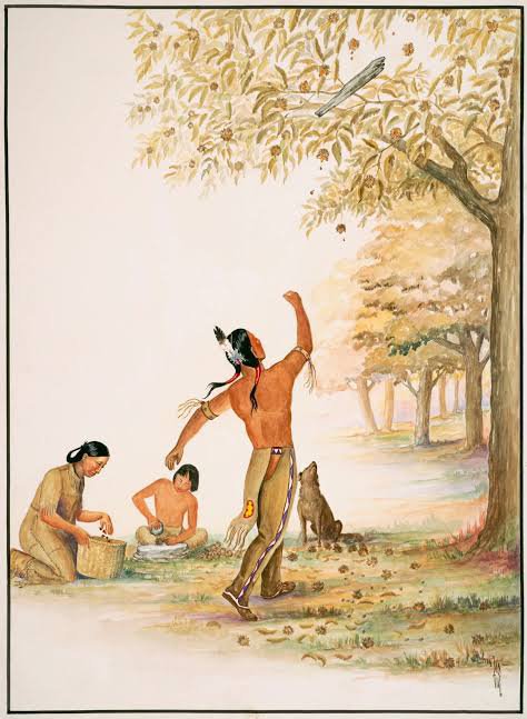 Dr_TheHistories's tweet photo. Before 1904, every autumn in the Appalachian mountains came with a harvest that cost nothing and fed everything... 

One in four trees in the forest was an American chestnut. Families gathered them by the bushel from the cabin door — roasting them, drying them, grinding them into meal, feeding them to the hogs that would carry the family through winter. The timber built barns, fence rails, and cradles. The tannin cured leather. Nothing on the hillside went to waste.

Then a blight arrived from imported nursery stock in New York City, and within a single generation, four billion trees were dead. The harvest that Appalachian families had counted on for centuries was simply gone. No warning. No replacement. Just absence where abundance had always been.

The American chestnut blight arrived in the United States around 1904 and spread at roughly fifty miles a year across the eastern forest. By 1950, an estimated four billion trees were functionally gone. The American Chestnut Foundation has spent decades crossing blight-resistant stock in hopes of bringing them back — and the first truly resistant saplings are being planted in these mountains right now. 

© Smokey Mountain Blue

#drthehistories