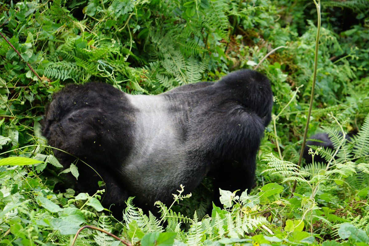 KafufuW's tweet photo. Bwindi Impenetrable Forest
Ever wondered what it feels like to walk through one of Africa's oldest rainforests?
Bwindi Impenetrable Forest is home to incredible biodiversity, breathtaking scenery, and more than half of the world's remaining mountain gorillas
#Bwindi #GorillaTrek https://t.co/W7J6iSJ70j