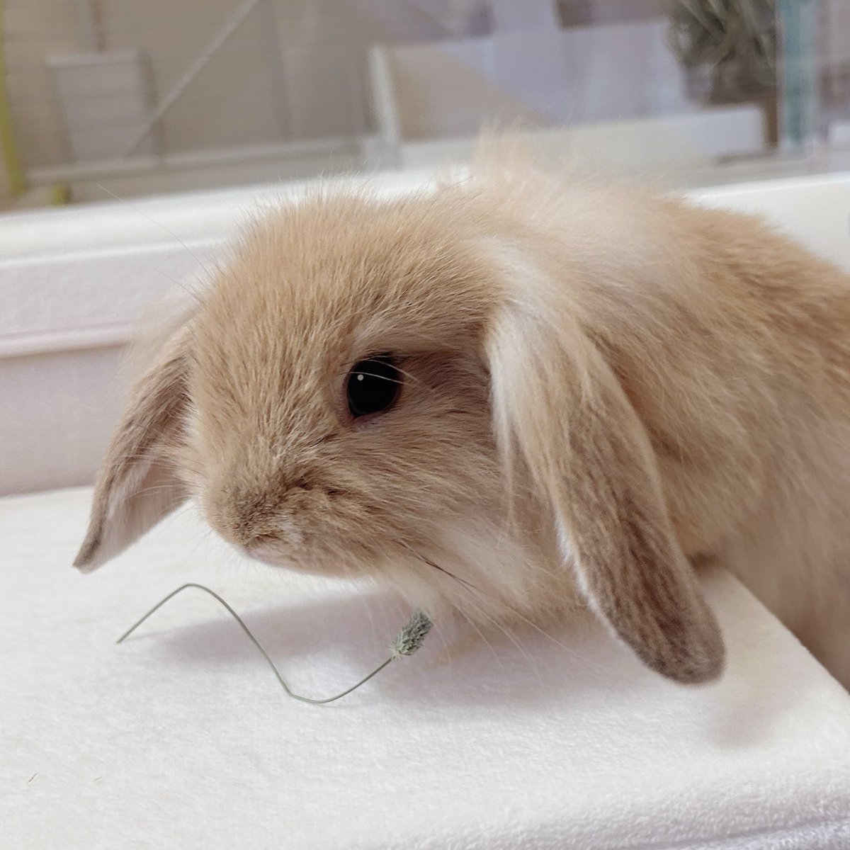 hana0x0rabbit's tweet photo. ←普段のロップ　　聞き耳をたてるロップ→ https://t.co/ZTxLKFPcCj