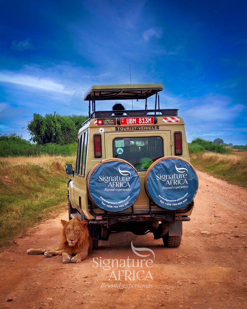 AfricaSafariss's tweet photo. Red dust, midday heat β a lion who found his shade beneath your wheels.
Your guide cut the engine before you saw him. This is how proximity is earned.
Beyond the expected, the wild sets its own terms.
π Queen Elizabeth NP, Uganda πΊπ¬
#SignatureAfrica #BeyondExperiences https://t.co/6f6p4n47CY