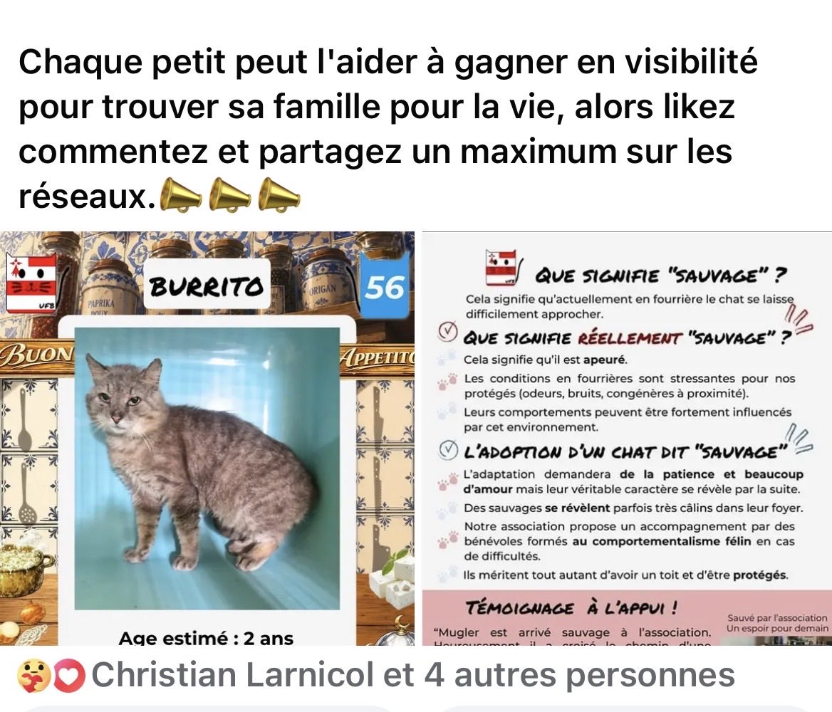 MAROBA3807's tweet photo. Zoom sur le petit BURRITO, classé “sauvage" par la fourrière ⤵️. Chaque PTG peut l’aider à trouver sa famille 
🚨🚨🚨🚨🚨🚨🚨🚨🚨🚨🚨🚨🚨 https://t.co/9lORoFPPxc