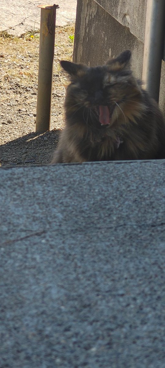 tunoya358's tweet photo. 鶴田八幡宮にお参り！こちらでも猫と触れ合いました😍 https://t.co/727yKImxO4