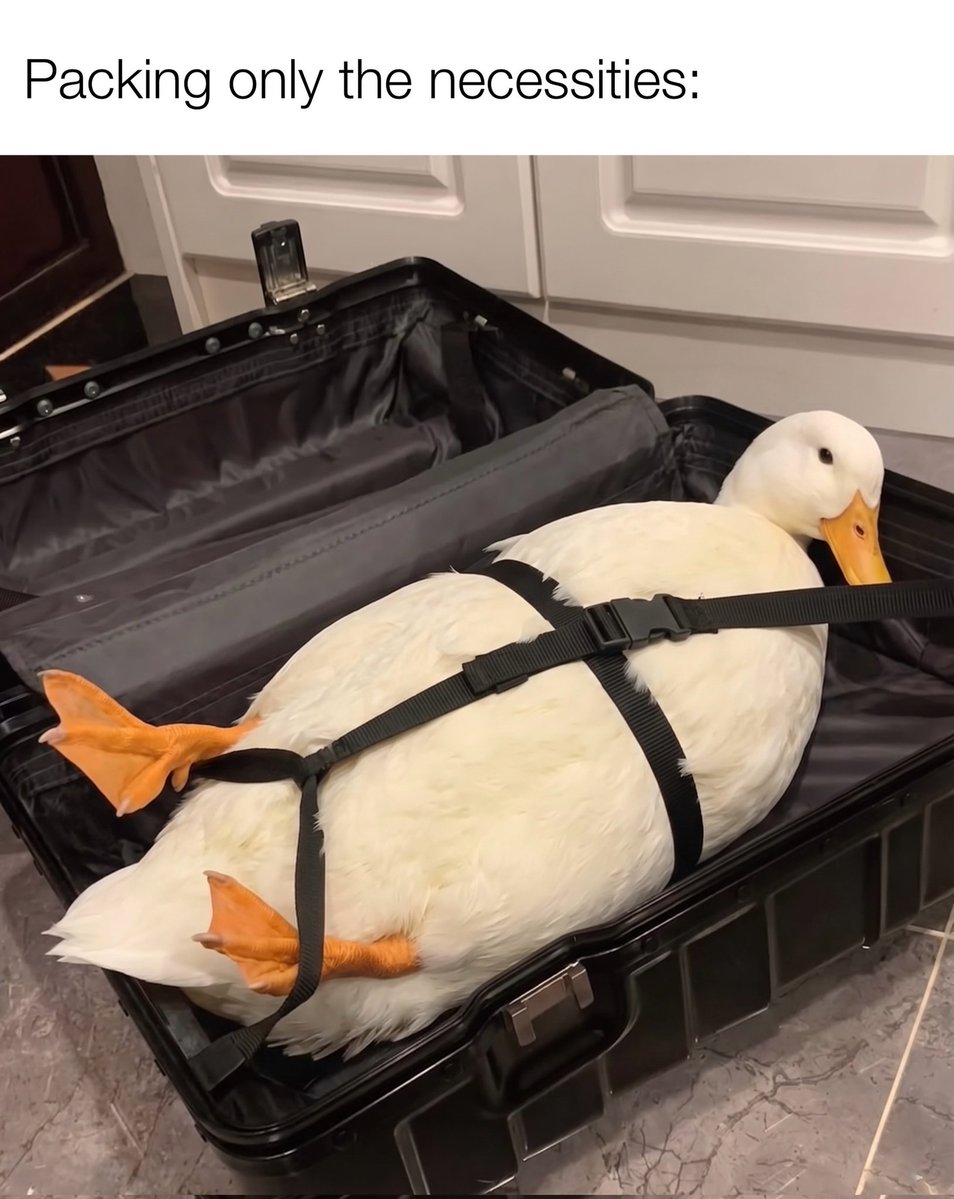 birdscolour56's tweet photo. Very necessary 😂 https://t.co/dfnRhCDsvi