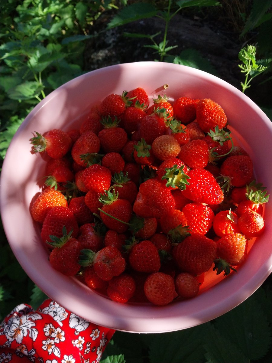 aysberryy's tweet photo. köye adım atar atmaz yaptığım ilk iş 🍓 https://t.co/k22kjFVBmX
