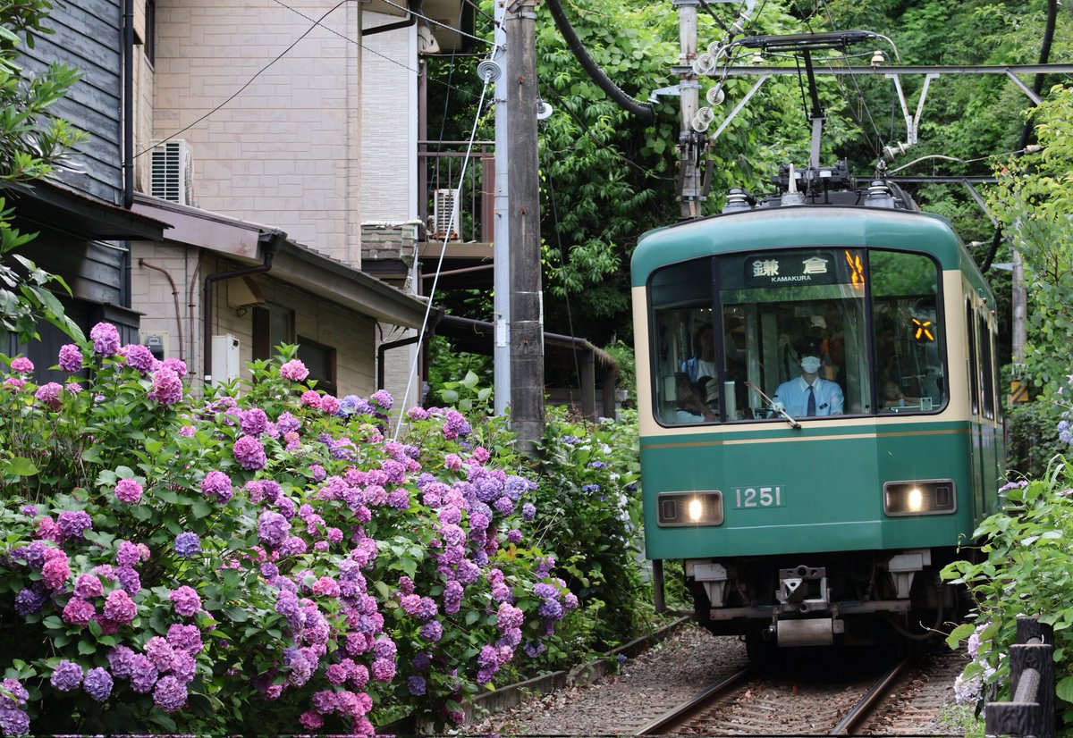 Yasu1509's tweet photo. 江ノ電撮影②　2026.06.17
行き先無表示の501Fをはじめ、幕車の1201F、みんなのアイドル305F、異彩を放つ青10Fの紫陽花ショット📸

#江ノ電　#長谷　#紫陽花 https://t.co/xnjgfJ8GA5
