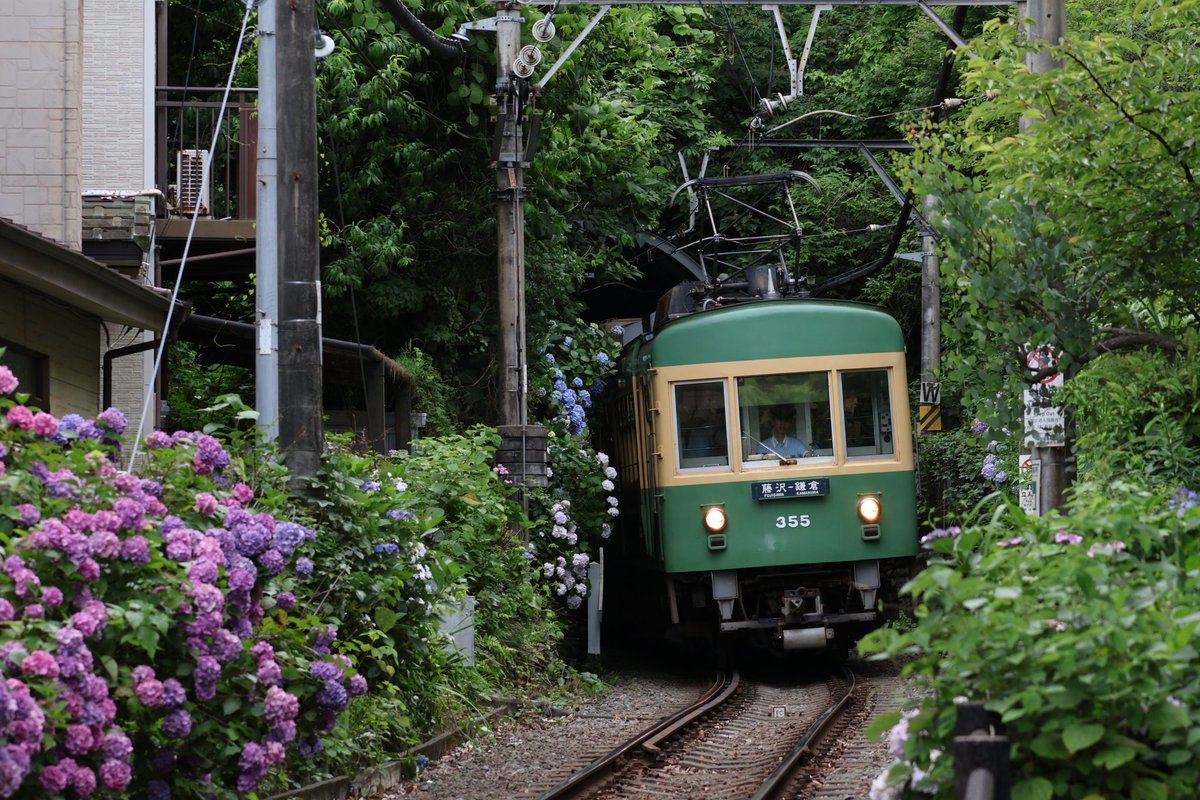 Yasu1509's tweet photo. 江ノ電撮影②　2026.06.17
行き先無表示の501Fをはじめ、幕車の1201F、みんなのアイドル305F、異彩を放つ青10Fの紫陽花ショット📸

#江ノ電　#長谷　#紫陽花 https://t.co/xnjgfJ8GA5
