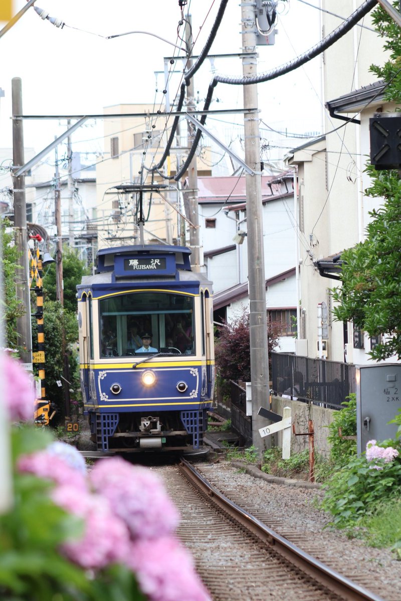 Yasu1509's tweet photo. 江ノ電撮影②　2026.06.17
行き先無表示の501Fをはじめ、幕車の1201F、みんなのアイドル305F、異彩を放つ青10Fの紫陽花ショット📸

#江ノ電　#長谷　#紫陽花 https://t.co/xnjgfJ8GA5