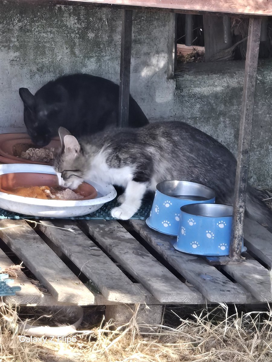 🐈Il Sogno di Mosè e gli angeli di Stranumana🙏💛 tweet media