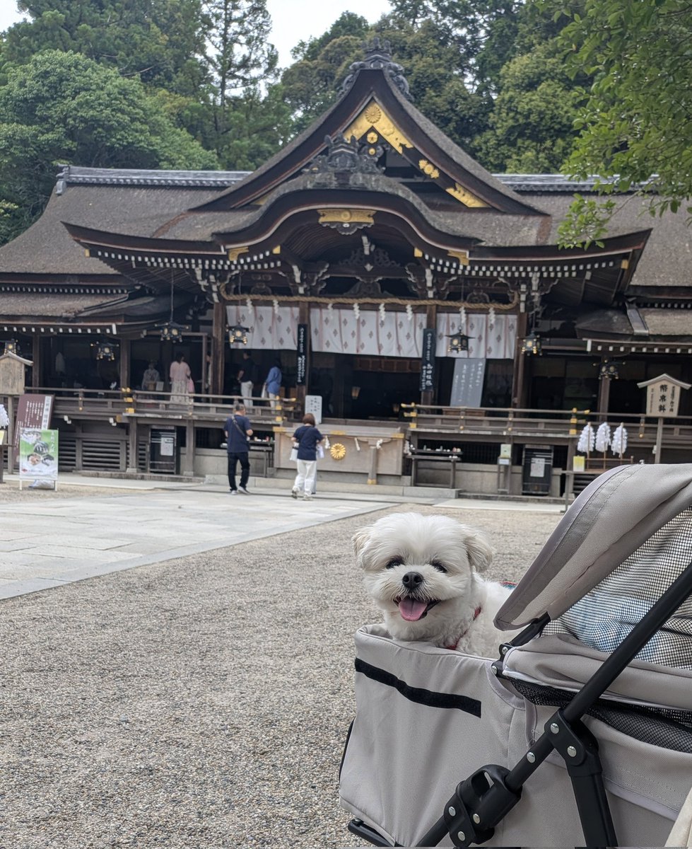 ___ssb84t___'s tweet photo. 暇すぎて健康祈願してきた https://t.co/huRx3YRzuL