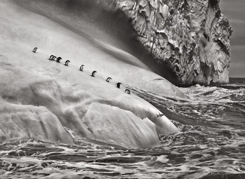 lopedetoledo's tweet photo. Las escenas en blanco y negro de Sebastião Salgado son historia de la fotografía. https://t.co/tI8rzZL1Ln