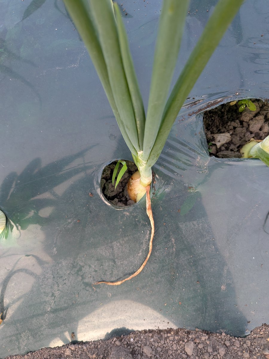basawa_farm's tweet photo. 玉ねぎが順調に育っています。
茎が倒れたら収穫時期みたいです。 https://t.co/mgeFsUq9wn