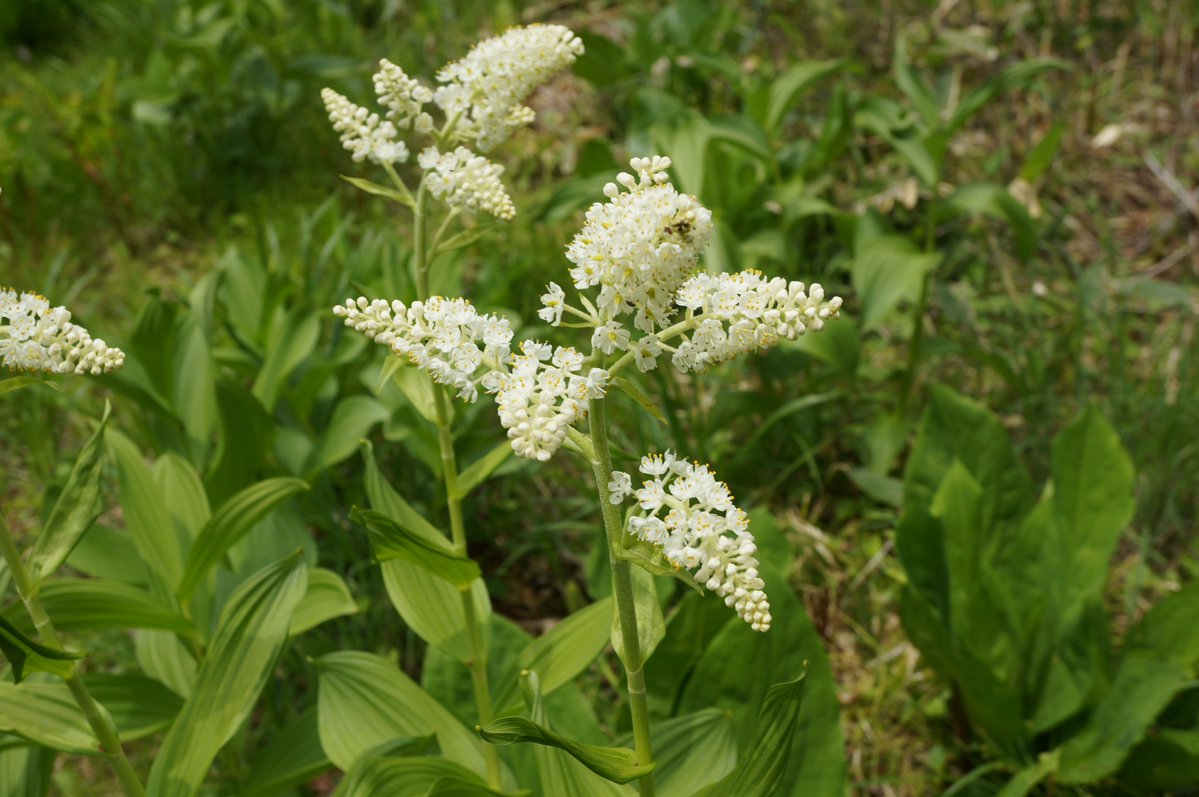Celastrus91st's tweet photo. コバイケイソウ Veratrum stamineum
群馬県利根郡片品村にて。長年の間ずっと花を見たいと思っていた植物。ようやく見ることが叶った。変種ミカワバイケイソウとは極めてよく似ている。 https://t.co/ziuRYVCmze