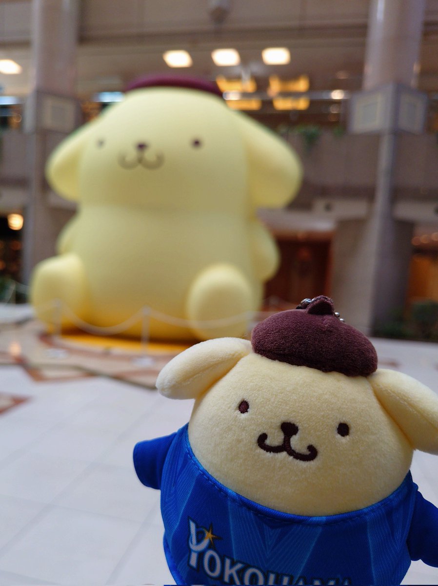 greenflogjump's tweet photo. 今日はみなとみらいでポム活(　*　)
うちのビジユニポムと巨大ポム❤ https://t.co/IZHDd5W3bS