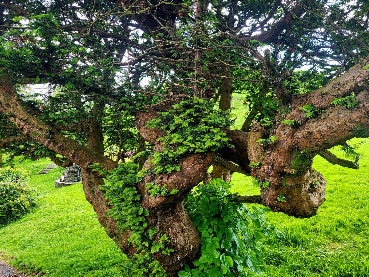Marion_McCready's tweet photo. Just submitted a micro nature essay written in response to this wonderful yew tree. #naturewriting #trees #yewtrees https://t.co/07S4ClIf1n