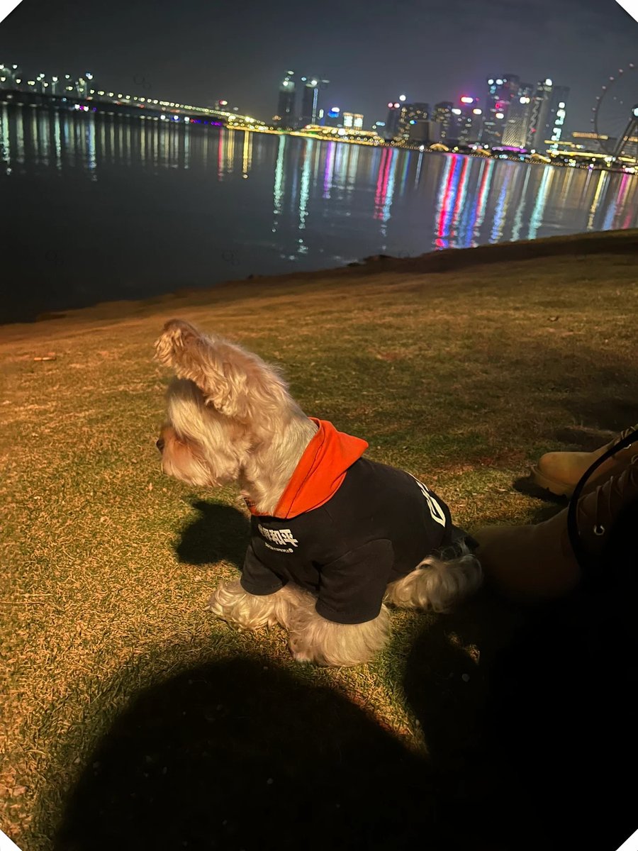 haydenmoore73's tweet photo. [My tiny pup now runs, plays and even tries to carry my backpack—what a perfect little growth milestone today! ] https://t.co/HIMOEIbOVs