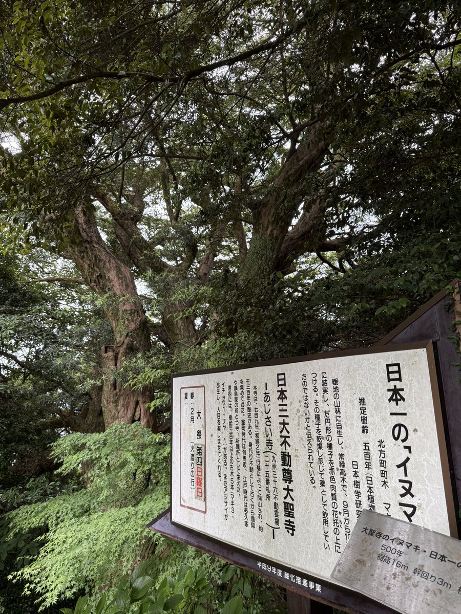 1957277's tweet photo. 武雄、大聖寺(あじさい寺)、イヌマキの木。 https://t.co/eJCvkEkOLy