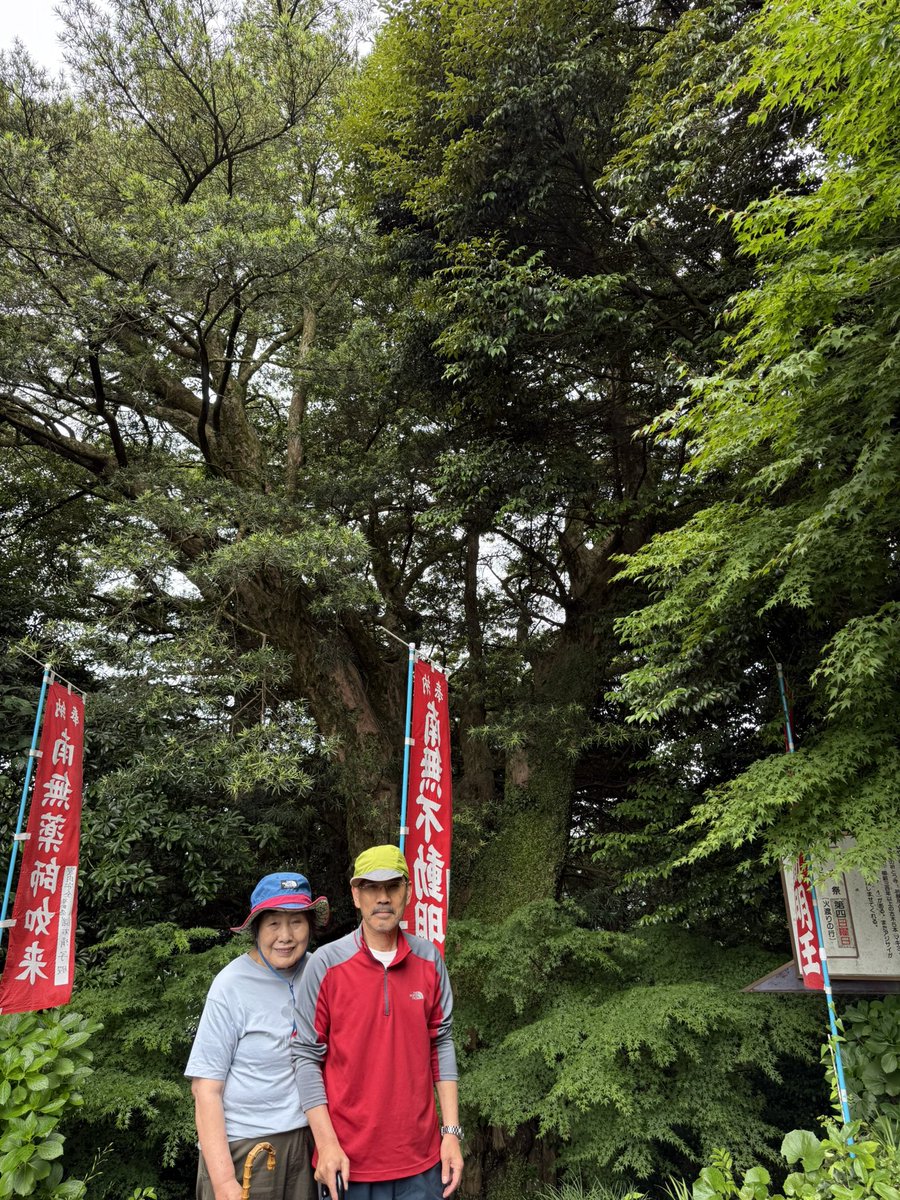 1957277's tweet photo. 武雄、大聖寺(あじさい寺)、イヌマキの木。 https://t.co/eJCvkEkOLy