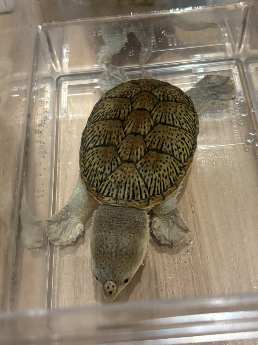 Kame_B_'s tweet photo. ハラガケチビの1匹頭の色が黄色くなってる。毎日見てたら気付かないものですね。1枚目が2ヶ月前

#ハラガケガメ https://t.co/81wq1DHvBI