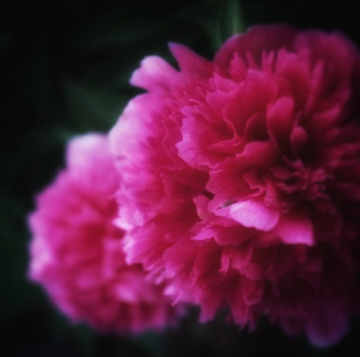 messca's tweet photo. A burst of colour … https://t.co/YE33eCzBoy