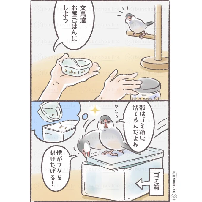 文鳥の程よいおバカさん加減に癒される
#文鳥 
#4コマ漫画 
