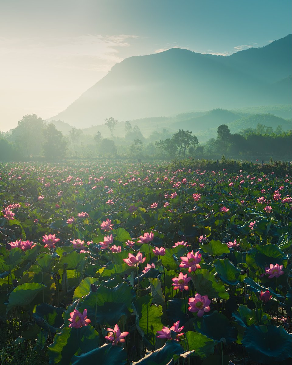 worldclick56's tweet photo. A beautiful morning at a lotus lake🍃 https://t.co/sF5wGrHj7S