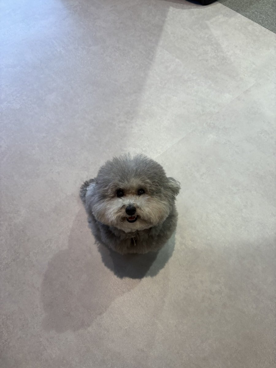 franky_dogs's tweet photo. 笑顔になった、まーるい犬

※明日、諸事情により投稿お休みします。また金曜日に https://t.co/aWGSphcsxw