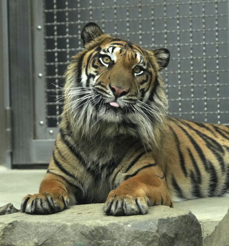 tama080707's tweet photo. 移動が決まったアオくん🐯
寂しくなるね😿
2026/6/16📷
#東山動植物園
#スマトラトラ  #アオ
#higashiyamazooandbotanicalgardens
#SumatranTiger   #Ao https://t.co/cJEsgph5nY