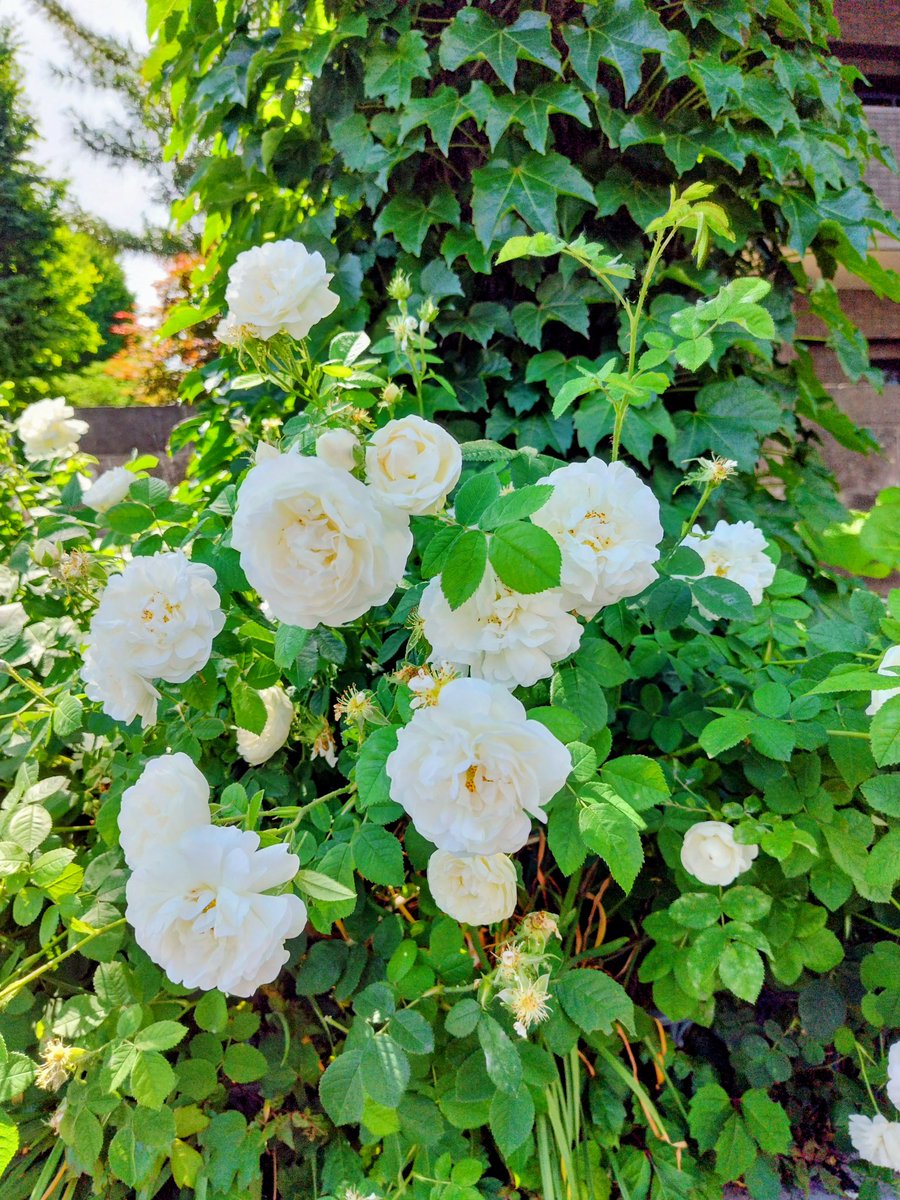 AdPfsLncOaieg42's tweet photo. #TLを花でいっぱいにしよう
 #戦争に反対するお花畑の会
 #平和憲法を守れ 
薔薇。 https://t.co/9uQftGZKLa