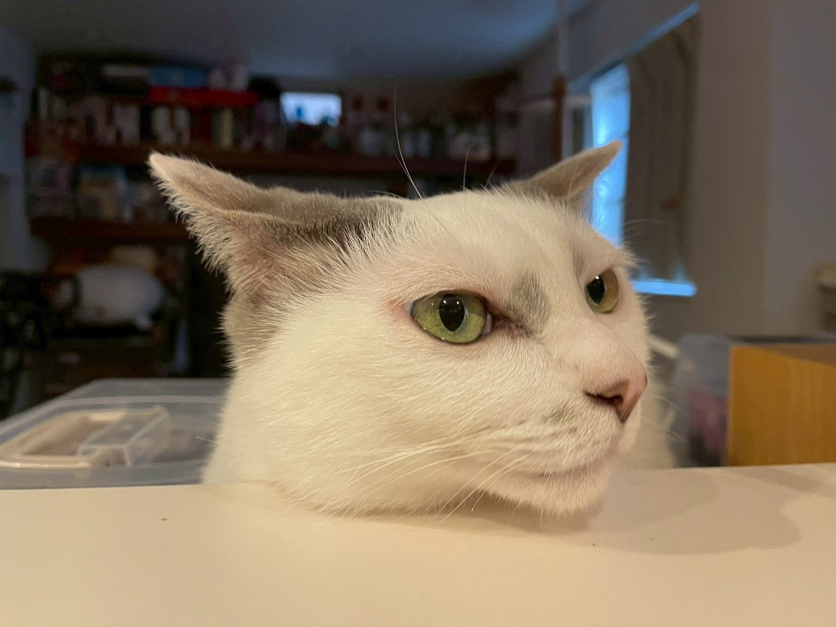 shimura_ken_'s tweet photo. お気に入りの場所
#猫 https://t.co/XQ5UUCZwUe