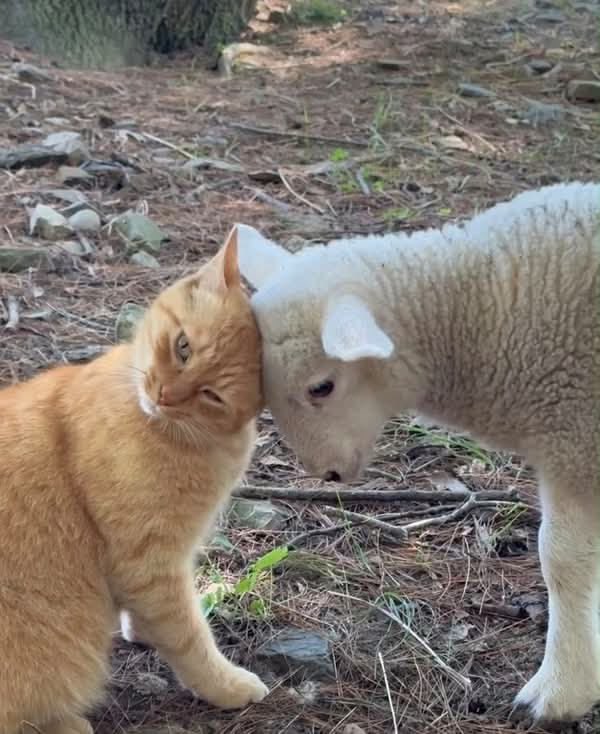No Cats No Life tweet media