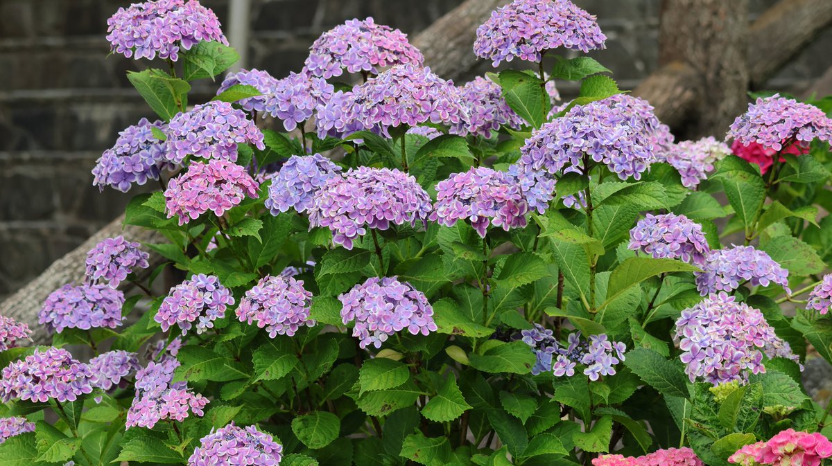 moriwwver's tweet photo. 四つ葉の紫陽花 https://t.co/rIrwsC2ChD