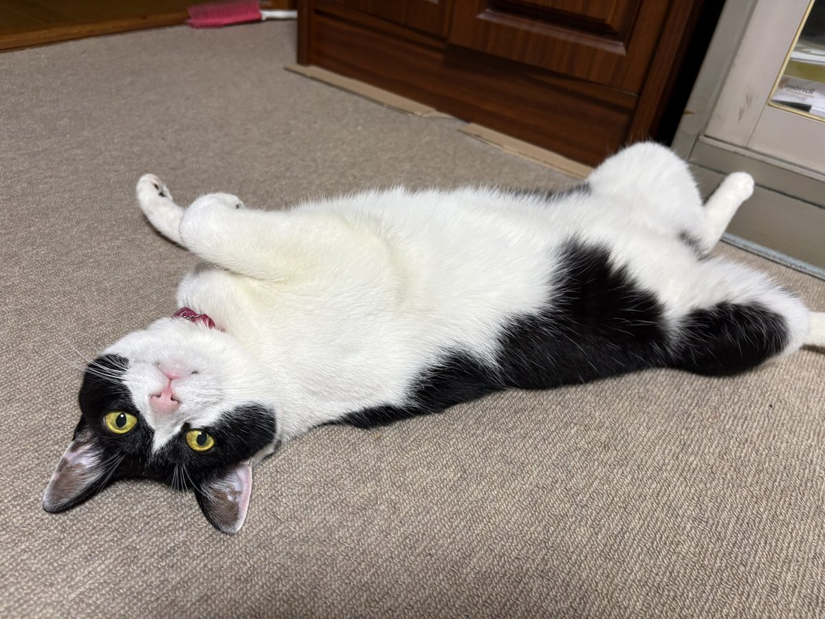 gilver801's tweet photo. #猫 https://t.co/aTGCIh9fIw