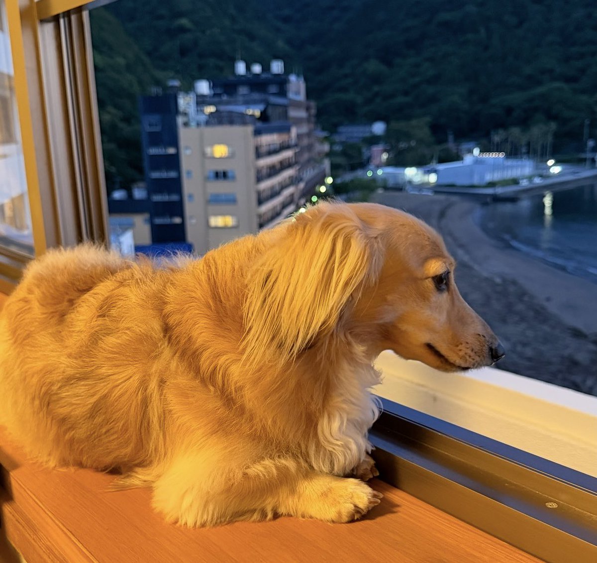 satotuma's tweet photo. @yuad127 ワンほー🐶こんばんワン❣️
今から晩ご飯ワン😋
のんびり夜を楽しむワン🐾ᵕ̈♡♡
(*˘︶˘*)ｵﾔｽﾐﾅｻｲ~..♡♡🐑💤 https://t.co/dc8FHdmWLA