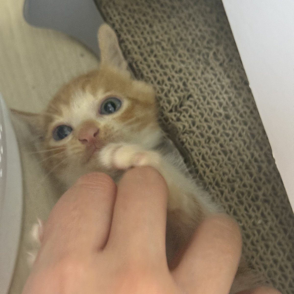 likezoah's tweet photo. 🧡성질머리 고양이 가족 찾아요🧡

태어난지 한 달 된 남아입니다🥜
아주 씩씩하고 말 많고 소리 잘 지르고
애교 많고 장난 많고 친화력 좋고
손만 대도 골골대는 아기입니다
연락주세요!!! https://t.co/RcBCKOm0gM