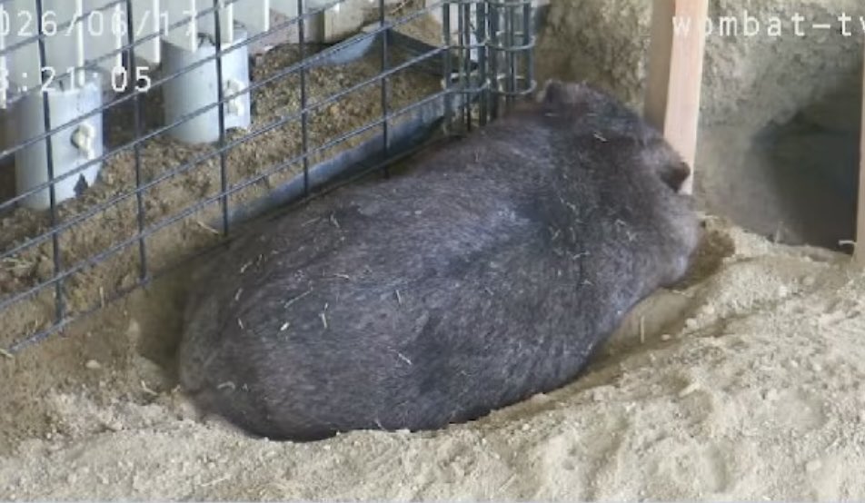 studio_otomaru's tweet photo. 昼寝をしているフクちゃんが
ゴロッとお��のように見えました🥔

#五月山動物園　#ウォンバット https://t.co/zWjg1lYCd9