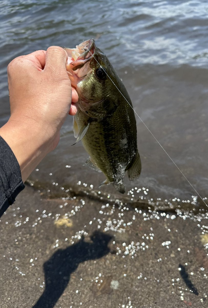 piguret18's tweet photo. 今日は今年初の避暑地へ🎣
叔父にレクチャーしてもらい良い魚釣れました😊ここでの自己記録更新〜
#バス釣り #避暑地 https://t.co/nZqkMb6wjl